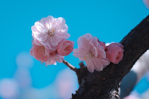 Gratis stockfoto met bloeien, bloem, bloem fotografie