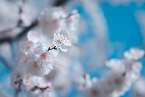 คลังภาพถ่ายฟรี ของ การถ่ายภาพดอกไม้, ความชัดลึก, ซากุระ
