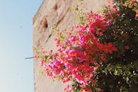 质朴的石墙上，粉红色的九重葛在夏日阳光下开得正盛