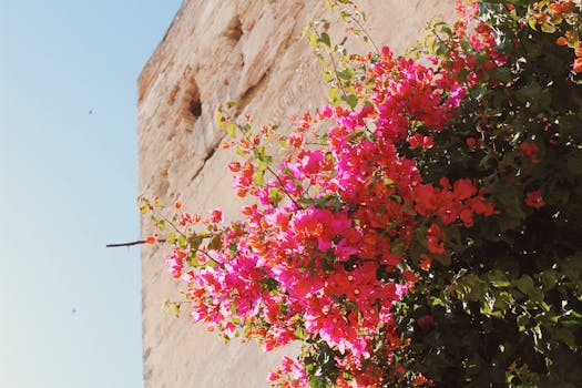 质朴的石墙上，粉红色的九重葛在夏日阳光下开得正盛