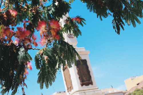 Free Pink Powder Puff Flowers and White Concrete Tower Stock Photo