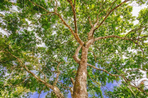 Tree with Green Leaves