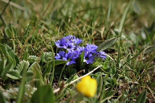 Free stock photo of beautiful flowers, grass, nature