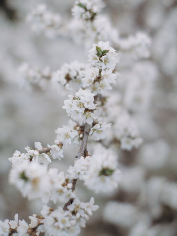 White Flowers in Close Up Photography · Free Stock Photo