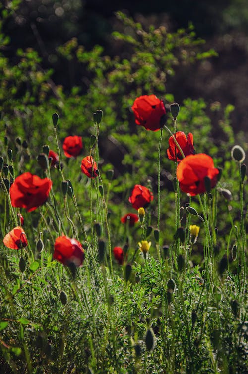 Foto d'estoc gratuïta de camp, flor, flora