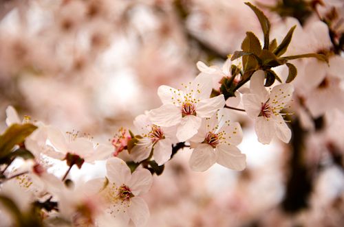 Free Beautiful cherry blossoms in spring, captured in a serene and soft focus setting. Stock Photo