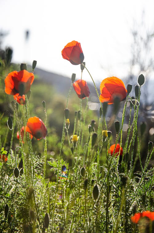 Free Blooming Red Poppy Flowers  Stock Photo