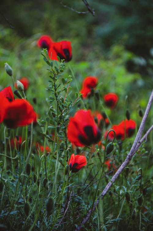 꽃 사진, 들판, 붉은 꽃의 무료 스톡 사진