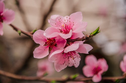 Kostnadsfri bild av blomfotografi, flora, körsbärsblommor