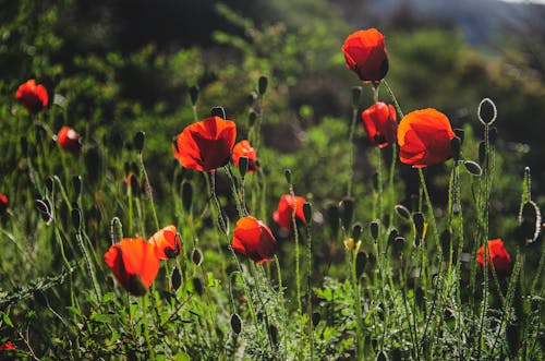 Fotobanka s bezplatnými fotkami na tému červené kvety, flóra, hracie pole