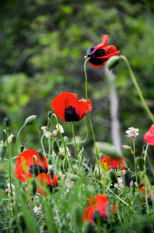 Red Flowers in Close Up Photography