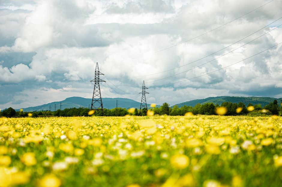 Flowers Are More Than Pretty: They're Earth's Power Architects
