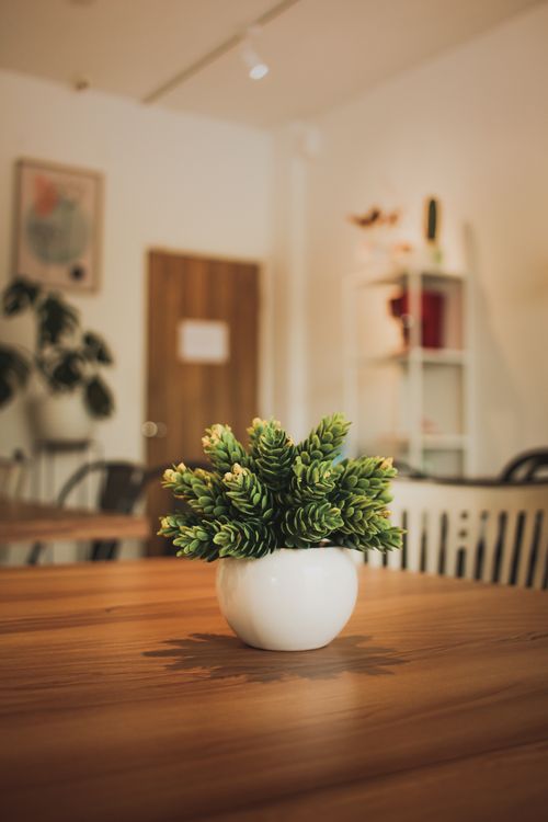 Free A potted succulent plant on a wooden table indoors, offering a warm, cozy aesthetic. Stock Photo
