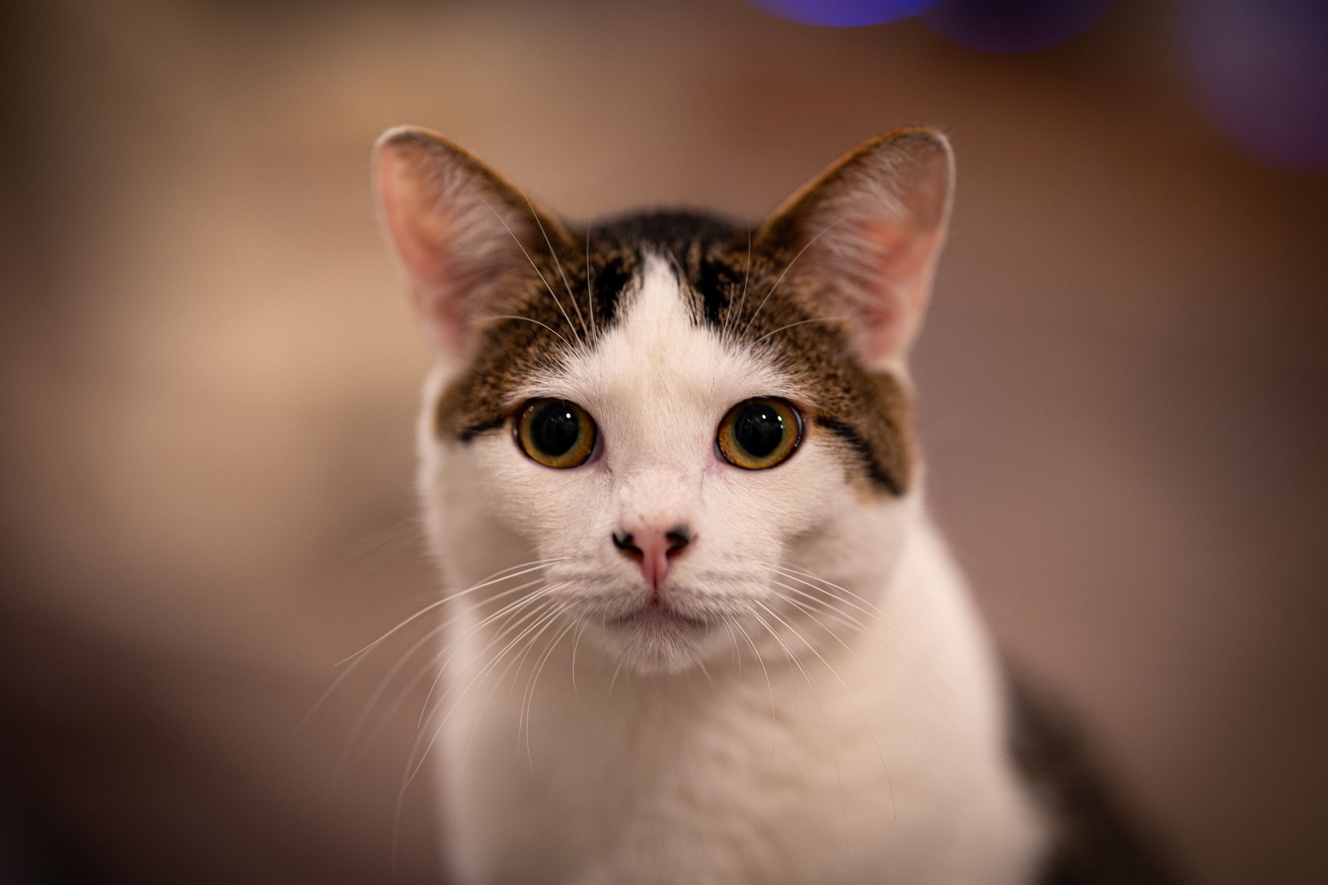Veterinary care for a cat