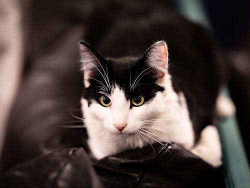 Foto profissional grátis de animal de estimação, animal doméstico, bigodes de gato