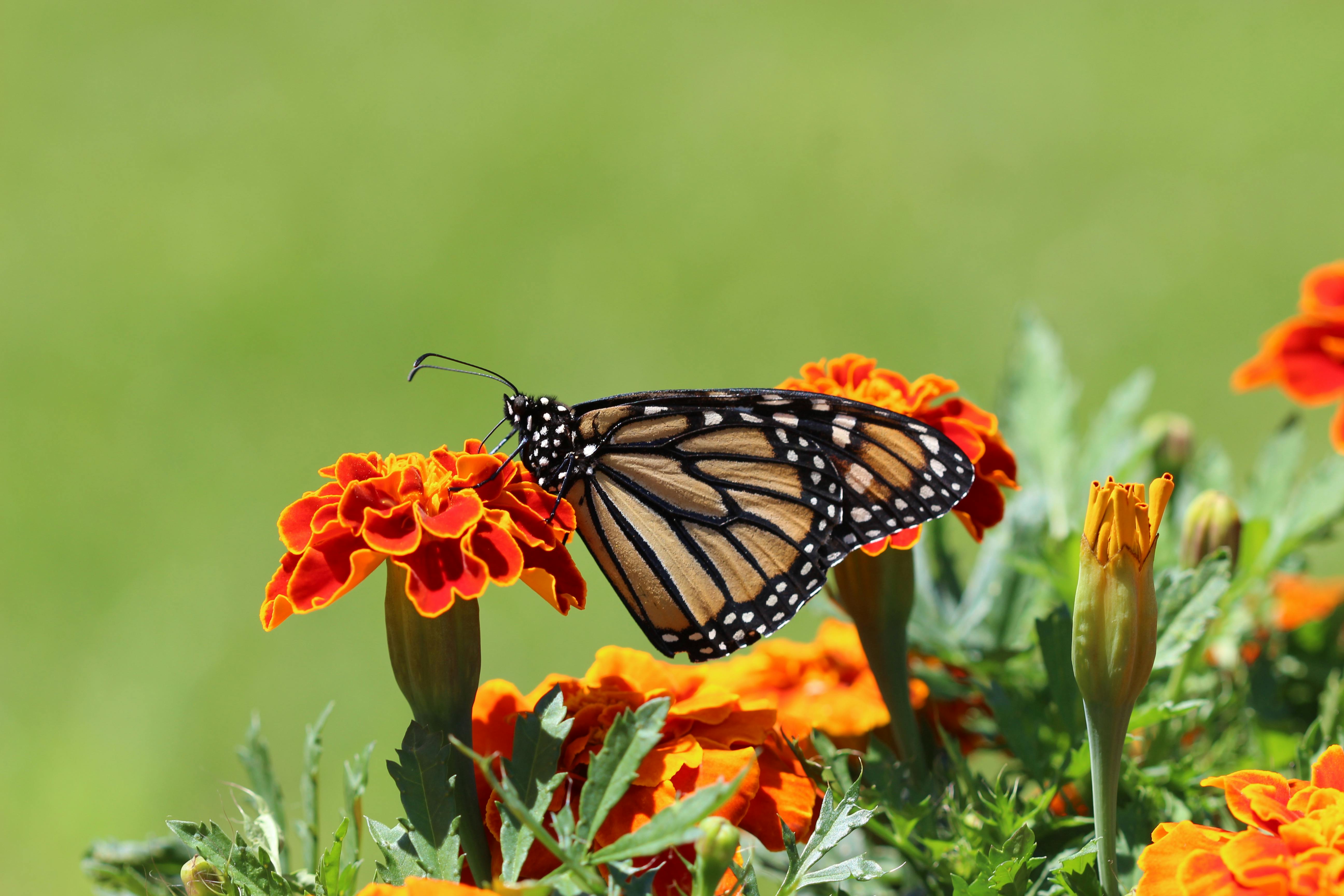 selective focus photography of monarch butterfly perched on marigold flower