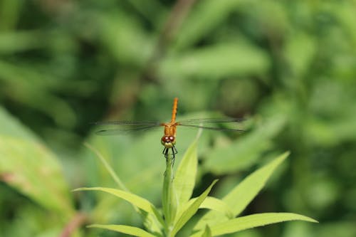 Skimmer Dragonfly Perched On Green Leaf In Close-up Photography