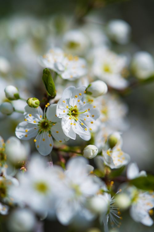 Free A detailed close-up of beautiful white blackthorn blossoms with green buds against a blurred background. Stock Photo