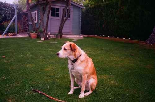 Golden retriever sitting on grass in a backyard
