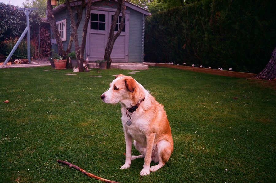Golden retriever sitting on grass in a cozy backyard