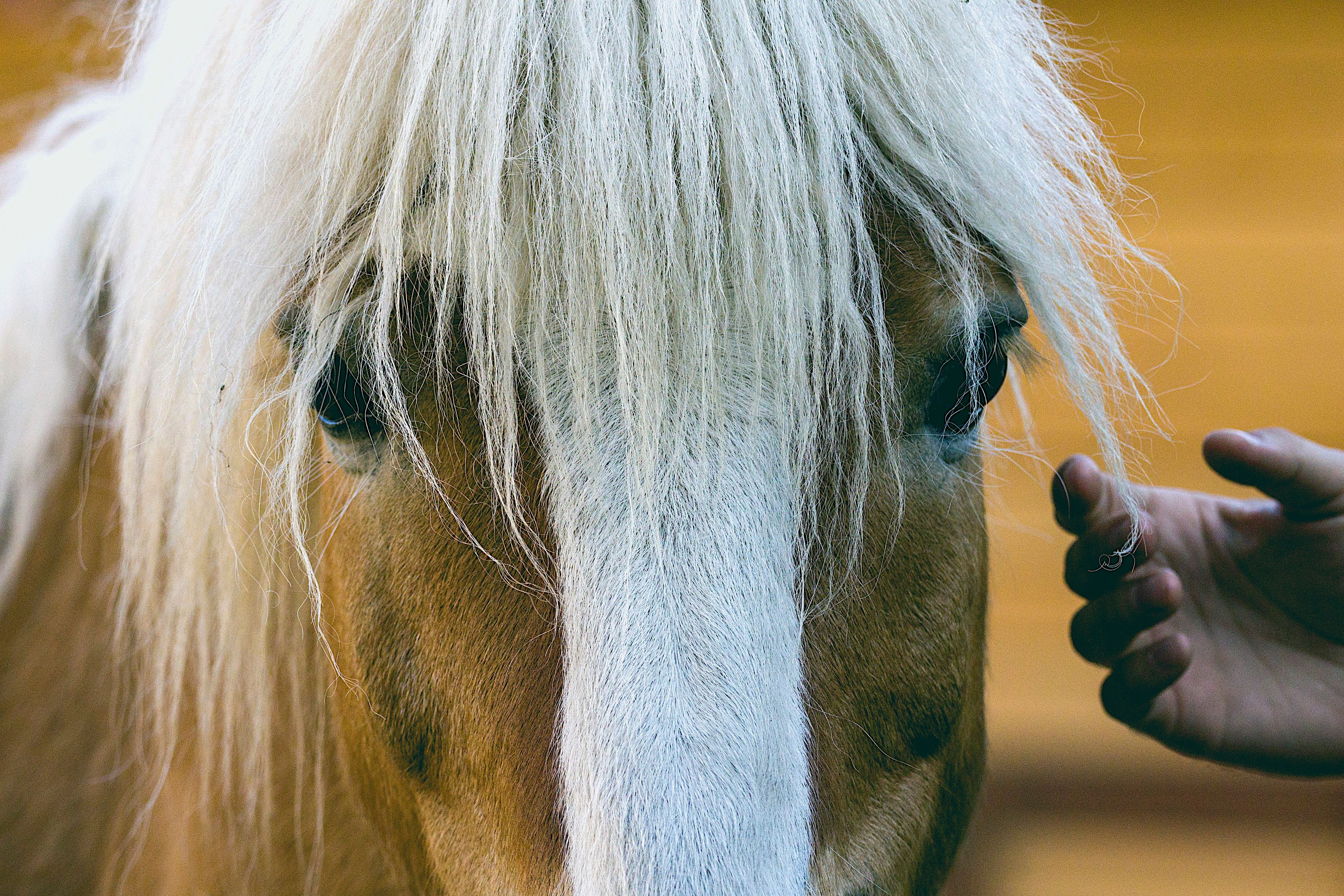 equine therapy in a rural Tennessee setting - alcohol recovery Tennessee