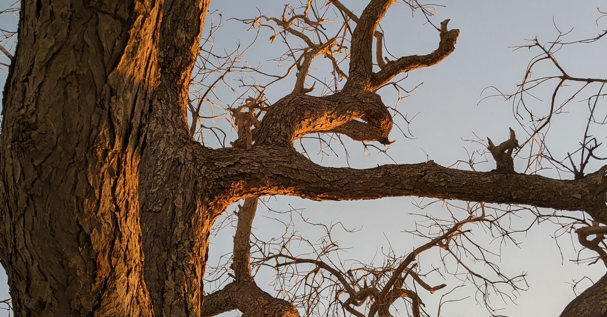 Trees Leaf Less Photo of a Leafless Tree · Free Stock Photo