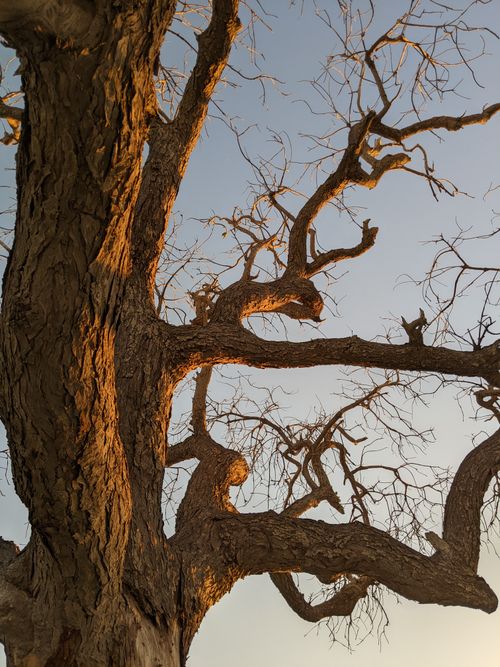 Free A striking image of a bare tree with intricate branches reaching at dusk. Stock Photo
