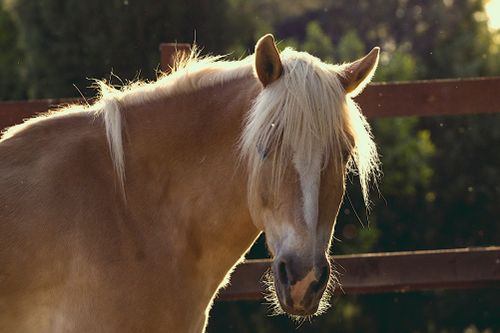 Free Golden brown horse with blonde mane in sunlight, rural setting with corral. Stock Photo