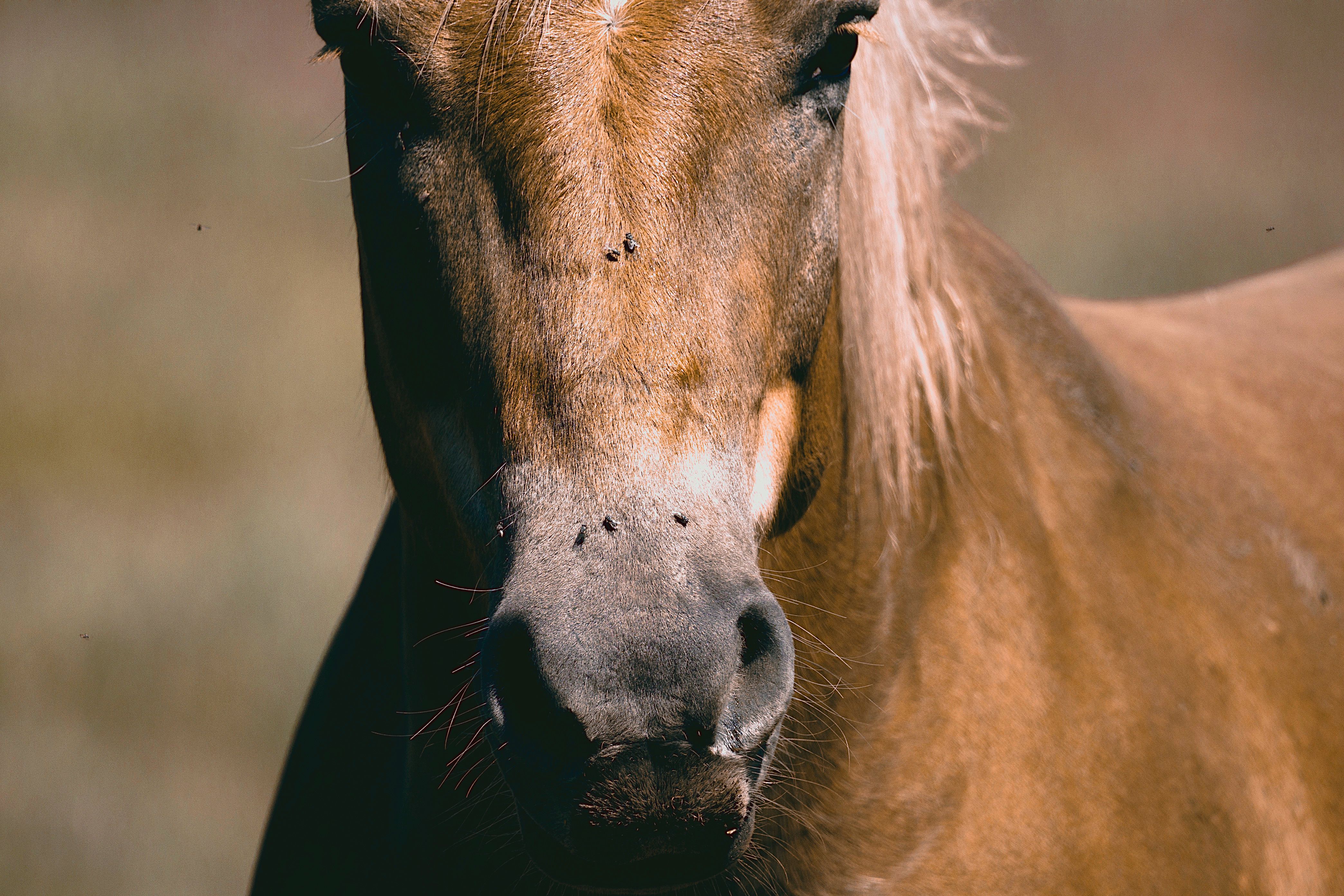 Outlaw Canker Care effective product for no sting treatment