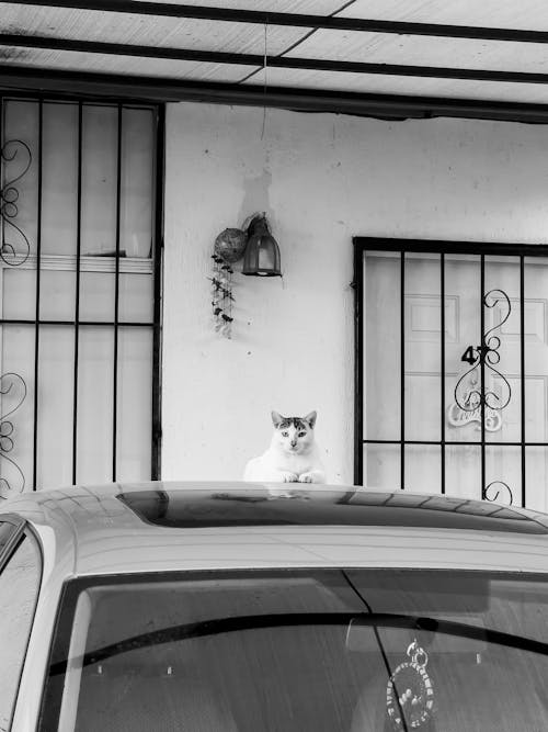 Безкоштовне стокове фото на тему «вертикальні постріл, відтінки сірого, дах автомобіля»