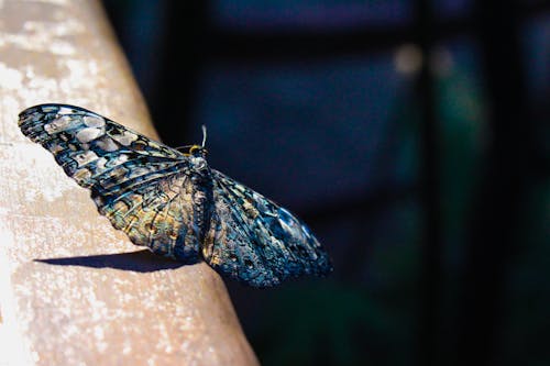 Selective Focus Photography of Gray and Blue Moth Perched on Brown Surface