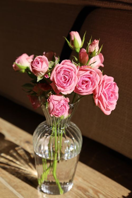 Free Vibrant pink roses elegantly arranged in a glass vase, captured in soft sunlight indoors. Stock Photo