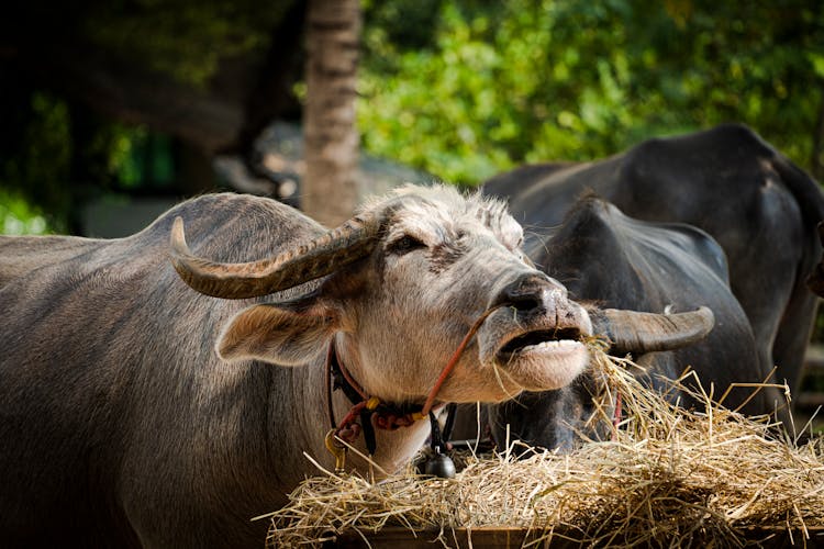 Carabao Eating Hay