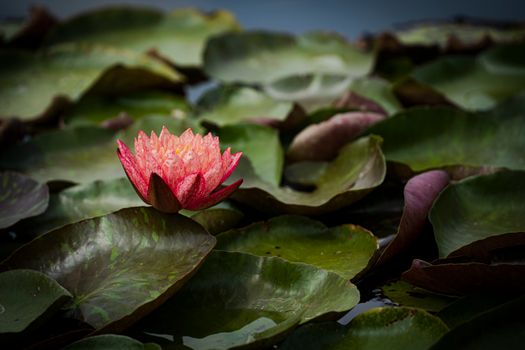 Close Up Shot of Water Lily