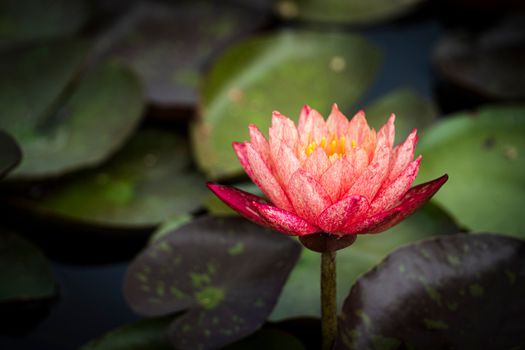 Close Up Shot of Water Lily
