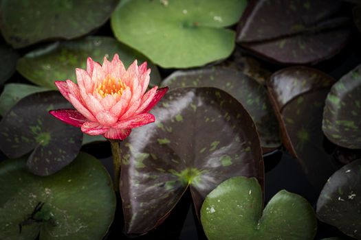 View of a Water Lily