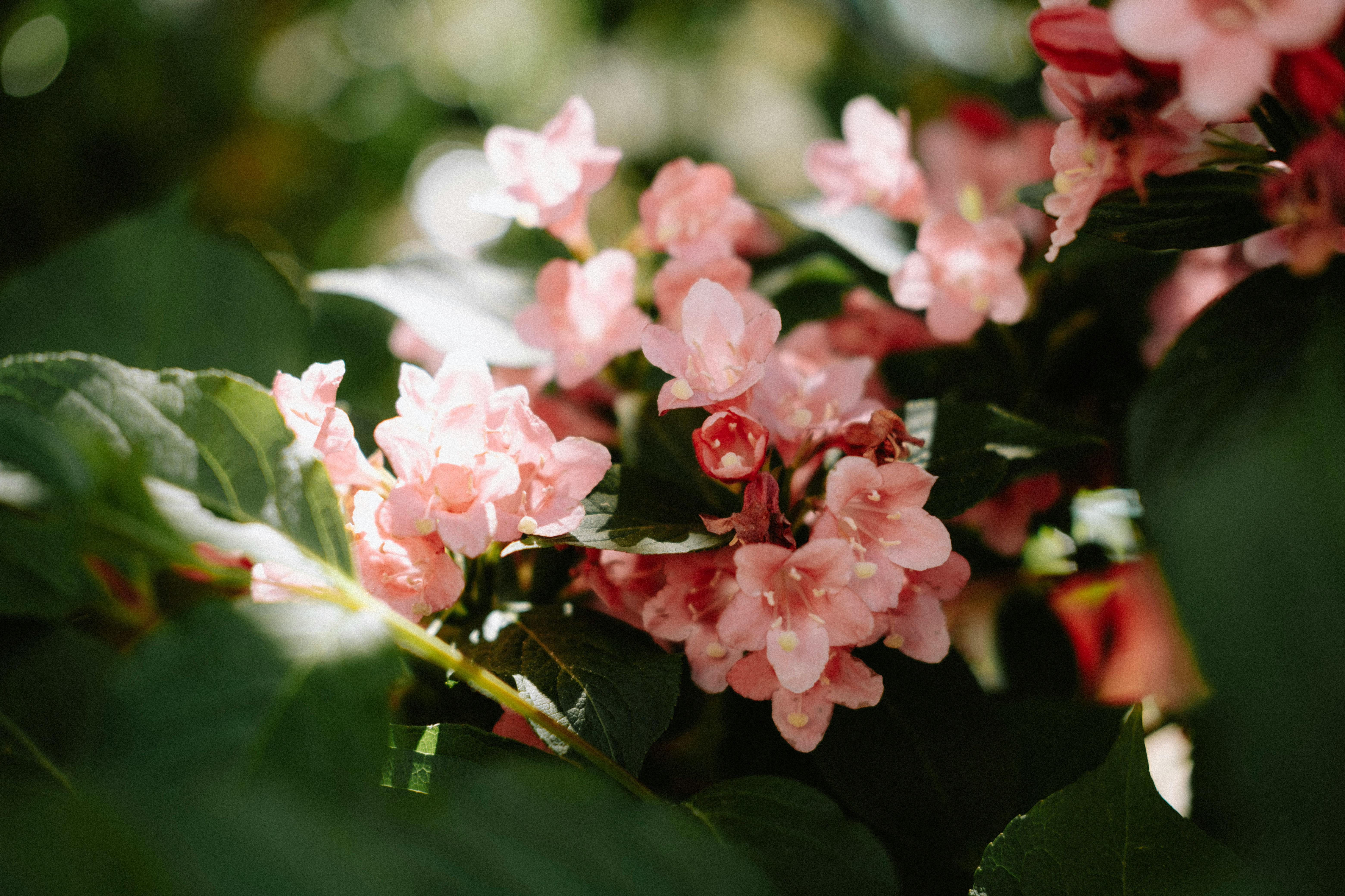Kyle Busch with his Toyota NASCAR vehicle - athlete car endorsement