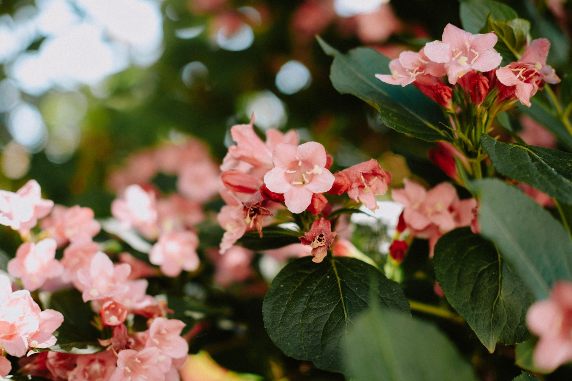 Vibrant pink weigela flowers in close-up, showcasing nature's delicate beauty during springtime.