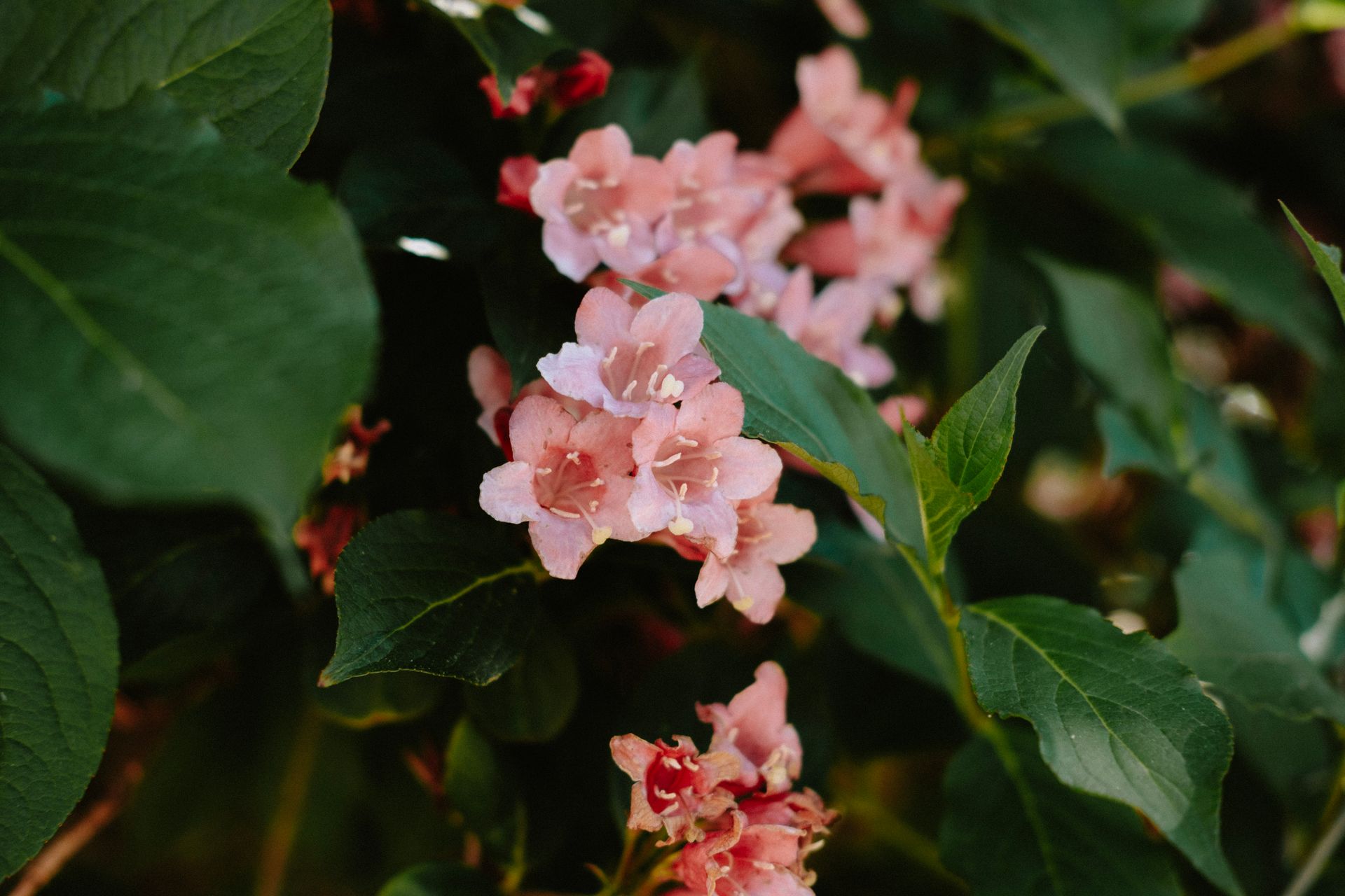 Beautiful pink weigela flowers blooming amidst lush green leaves, captured in summer.