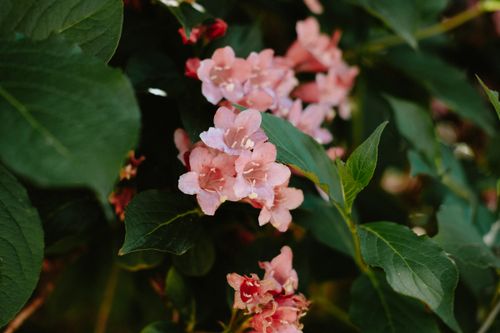 Free Beautiful pink weigela flowers blooming amidst lush green leaves, captured in summer. Stock Photo