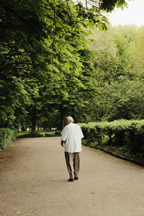 Free An elderly man walks down a peaceful tree-lined path in a green park during the day. Stock Photo