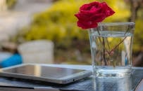 阳光明媚的日子里，玻璃杯里插着一朵鲜艳的红玫瑰，放在户外的智能手机旁