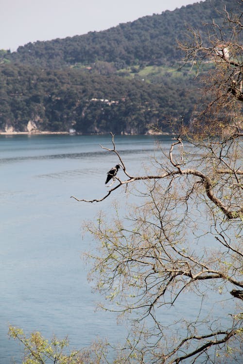 Photos gratuites de animal, arbre, colline