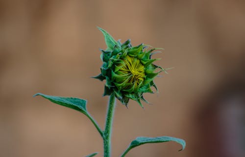 Green Sunflower Bud Macro Photography
