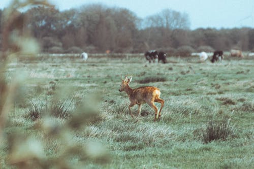 A Roe Deer Walking on a Field