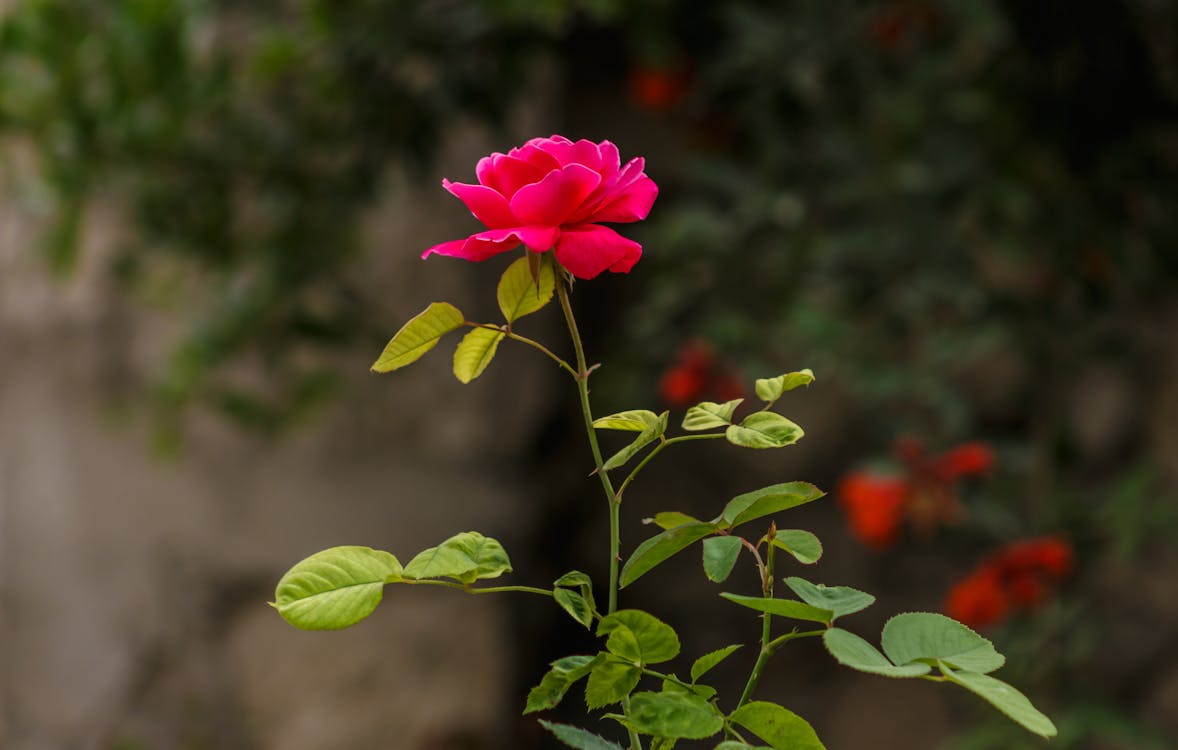 Photographie De Mise Au Point Sélective De La Rose Rouge