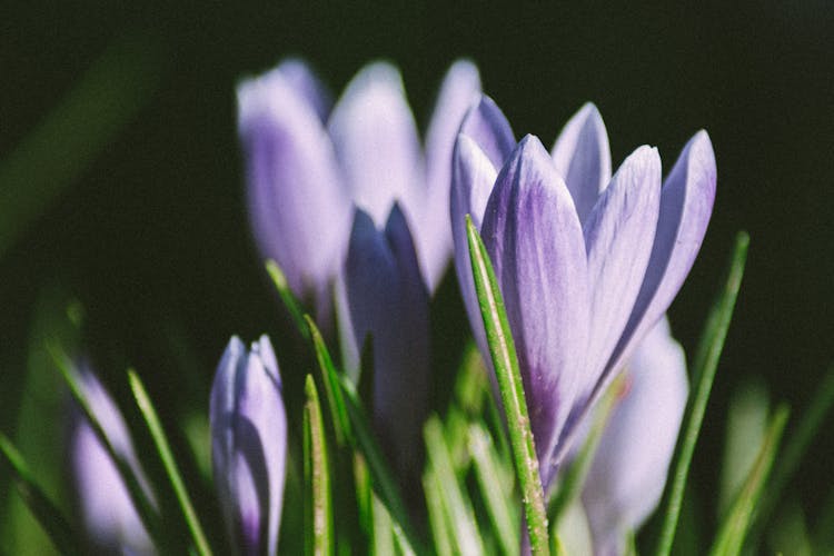 Close Up Photo Of Autumn Crocus