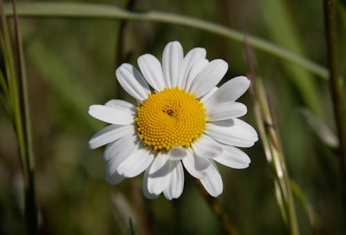 macro van een Margriet