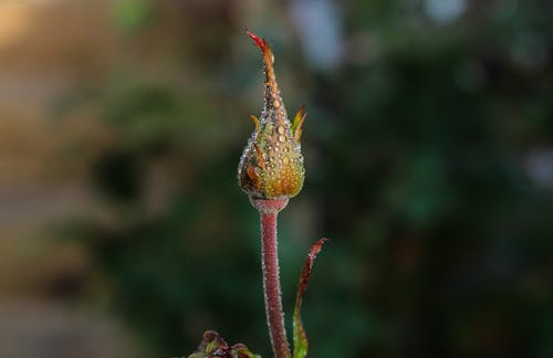 Macro Photography of Flower Bud