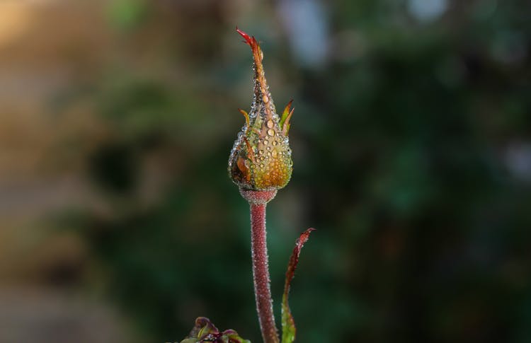 Macro Photography Of Flower Bud